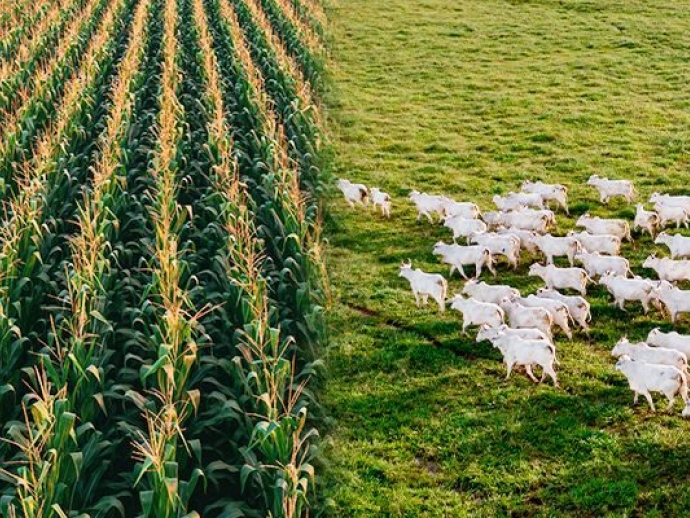Gestão agropecuária e gestão agrícola: qual a diferença entre os dois modelos?