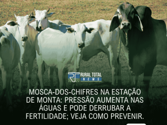 MOSCA-DOS-CHIFRES NA ESTAÇÃO DE MONTA: PRESSÃO AUMENTA NAS ÁGUAS E PODE DERRUBAR A FERTILIDADE; VEJA