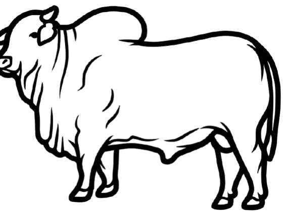 Pecuária e Animais