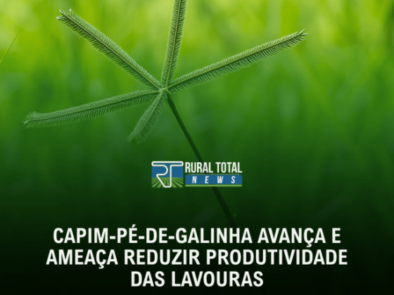 CAPIM-PÉ-DE-GALINHA AVANÇA E AMEAÇA REDUZIR PRODUTIVIDADE DAS LAVOURAS