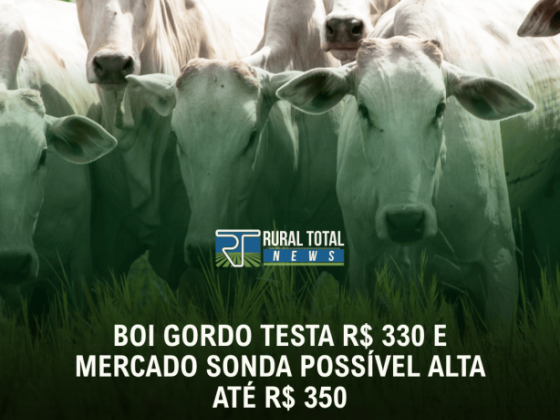 BOI GORDO TESTA R$ 330 E MERCADO SONDA POSSÍVEL ALTA ATÉ R$ 350