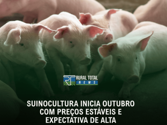 SUINOCULTURA INICIA OUTUBRO COM PREÇOS ESTÁVEIS E EXPECTATIVA DE ALTA