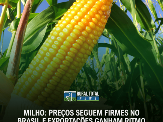 MILHO: PREÇOS SEGUEM FIRMES NO BRASIL E EXPORTAÇÕES GANHAM RITMO EM SETEMBRO, APONTA CEPEA