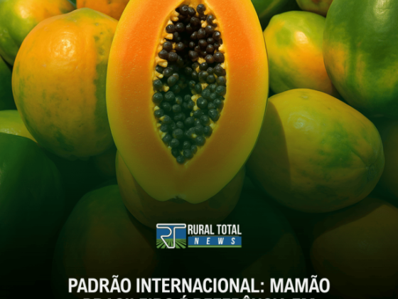 PADRÃO INTERNACIONAL: MAMÃO BRASILEIRO É REFERÊNCIA EM QUALIDADE NA OCDE