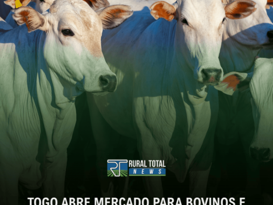 TOGO ABRE MERCADO PARA BOVINOS E BUBALINOS VIVOS DO BRASIL