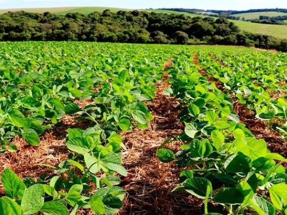 Como a agricultura sustentável ajuda no combate às mudanças climáticas