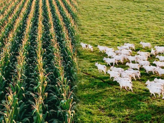 Gestão agropecuária e gestão agrícola: qual a diferença entre os dois modelos?