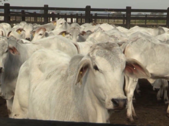 Demanda aquecida e tensão no Oriente Médio impulsionam o preço do boi gordo em março