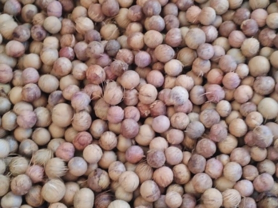 AÇAI SEM FIBRA SECO HIGIENIZADO ENSACADO COM FIBRAS OU PELADO BIO MASSA