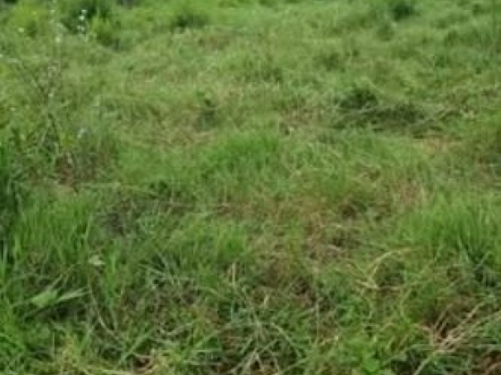 Fazenda Vitoria