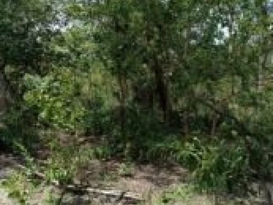 Fazenda com 2.000 Hectares à Venda em Gilbués/PI