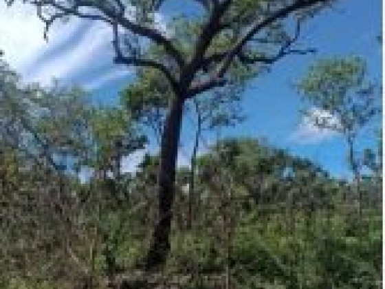 Fazenda com 2.000 Hectares à Venda em Gilbués/PI