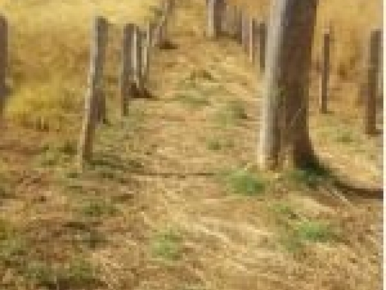 Fazenda Taquari com 392 Hectares à Venda em Sebastião Barros/PI