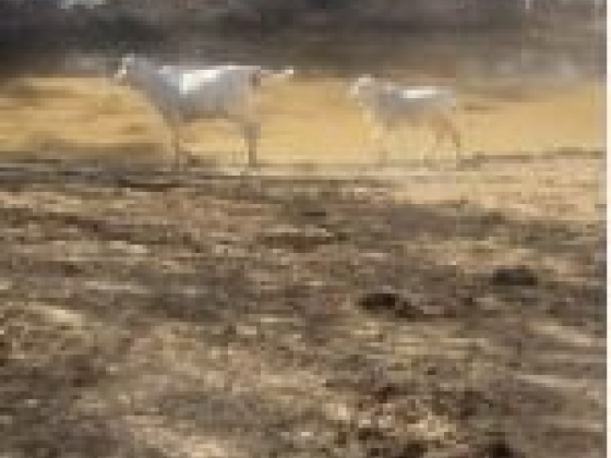 Fazenda Taquari com 392 Hectares à Venda em Sebastião Barros/PI
