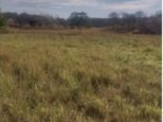 Fazenda Taquari com 392 Hectares à Venda em Sebastião Barros/PI