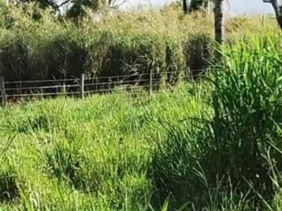 Fazenda a venda para Pecuária e/ou Agricultura