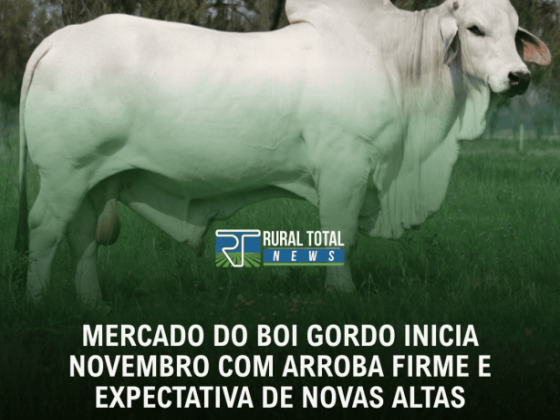 MERCADO DO BOI GORDO INICIA NOVEMBRO COM ARROBA FIRME E EXPECTATIVA DE NOVAS ALTAS